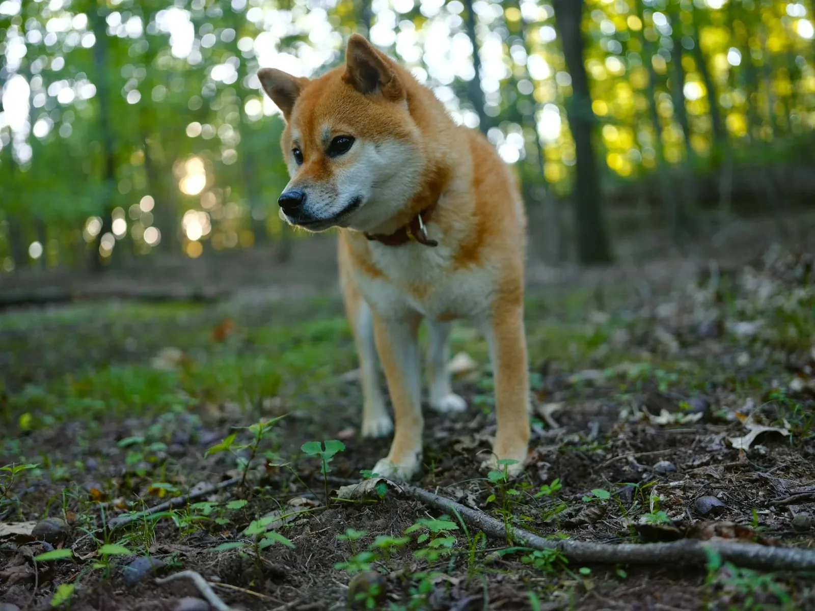 Dog in Pennsylvania woods — wooded areas and tall grass mean persistent tick exposure from spring through fall