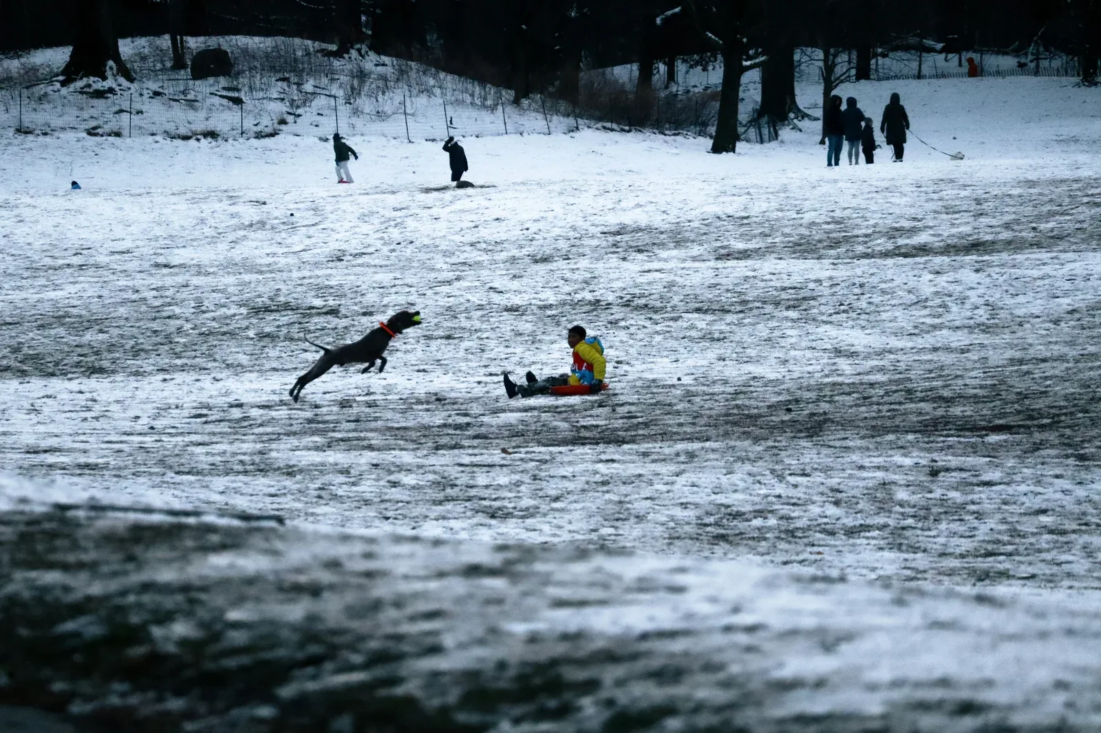 Dog safety in Pennsylvania winter conditions — road salt, antifreeze, and ice injuries are common hazards