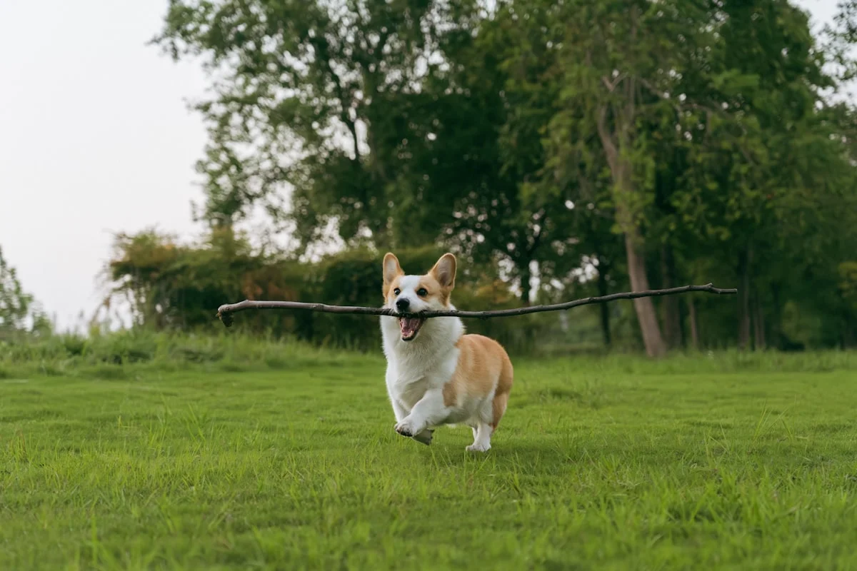 Healthy pet