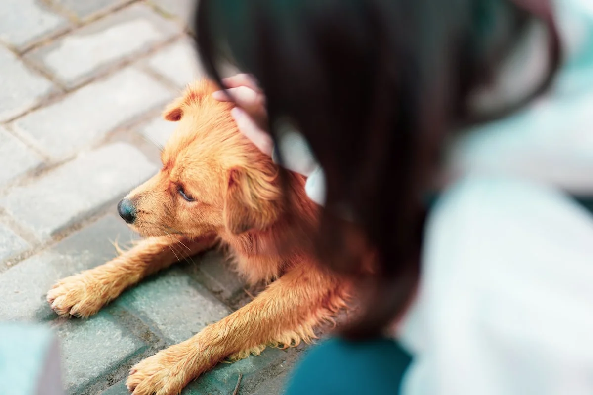 Veterinarian checking pet