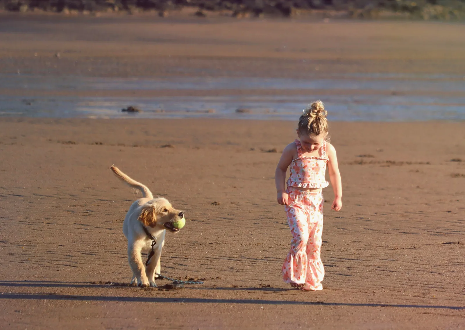 Dog at Rhode Island beach in summer — heat and humidity create risks for outdoor pets