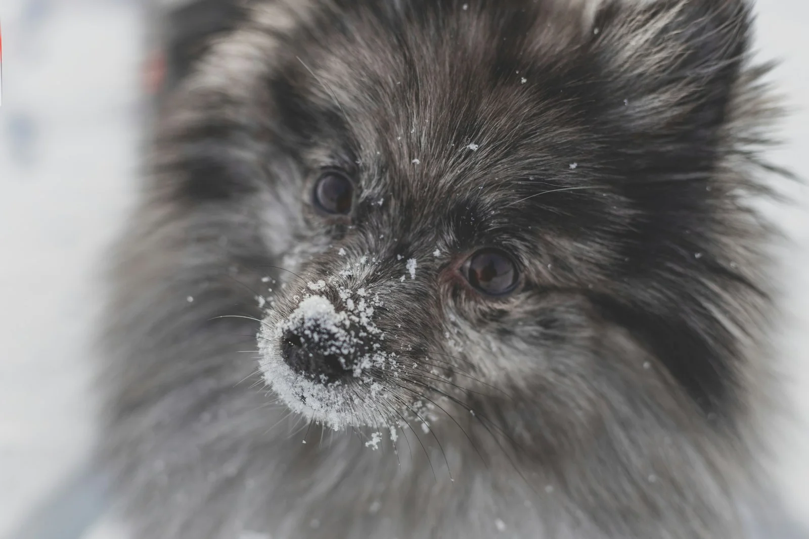 Dog in South Dakota winter conditions