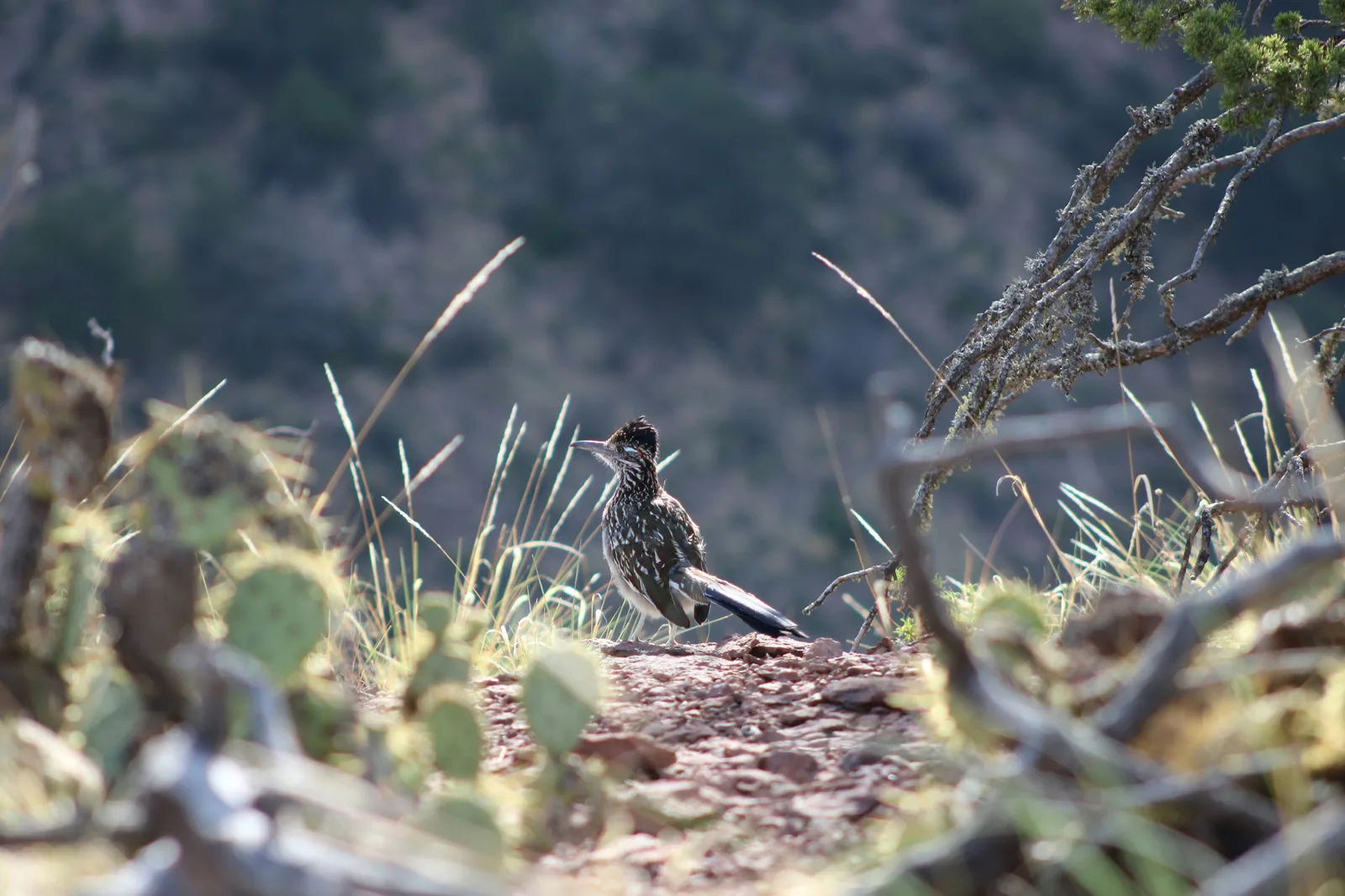 Texas wildlife - rattlesnakes, scorpions, and coyotes create unique pet risks