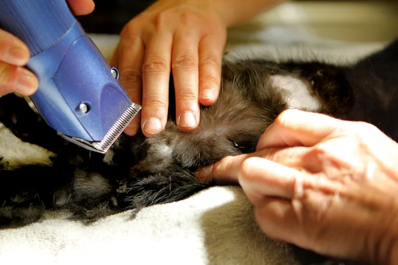 Cat at the vet - regular vet care is part of pet ownership