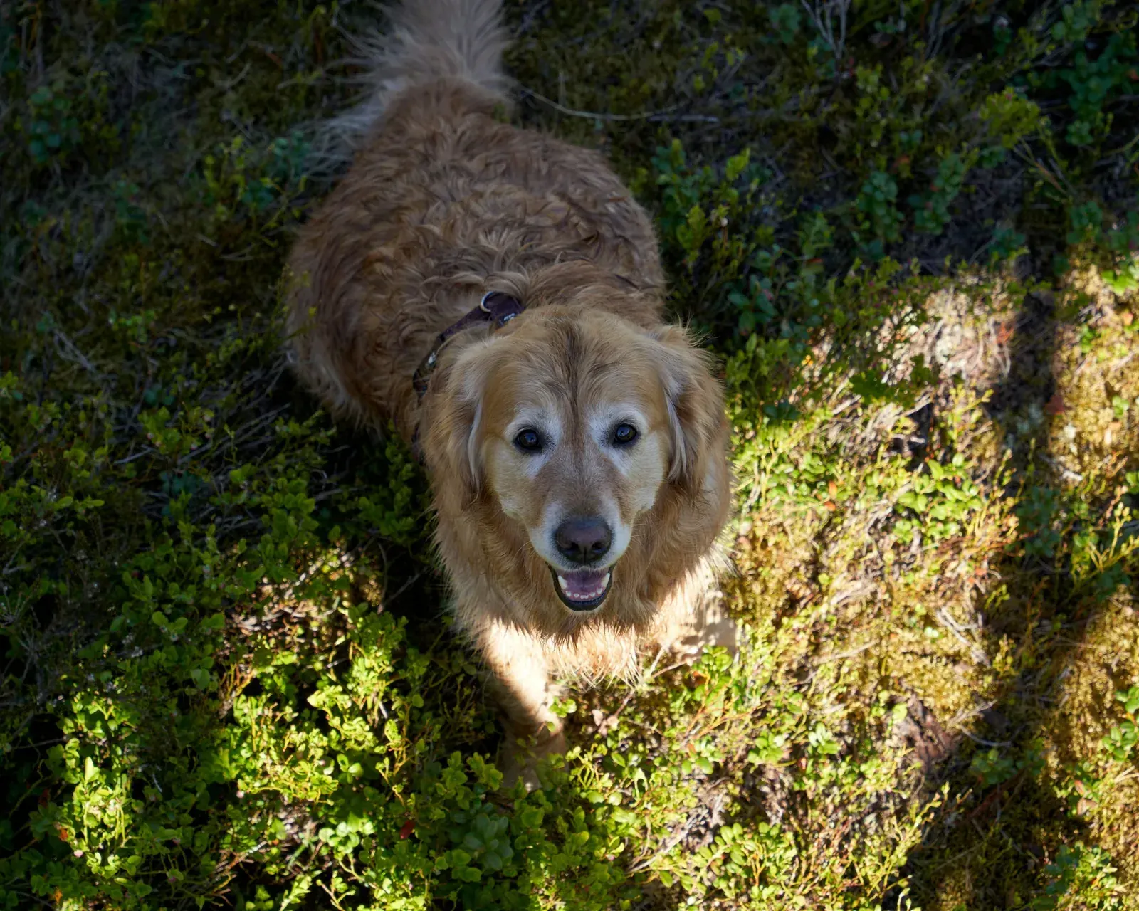 Pet safety in West Virginia